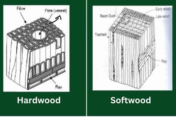 Difference Between Hardwood And Softwood